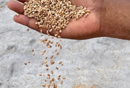 Première cargaison de blé au Port de Kribi