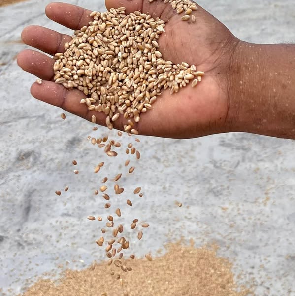 Première cargaison de blé au Port de Kribi