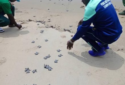 Protection de la biodiversité : le Port Autonome de Kribi appuie la sauvegarde des tortues à Ebodje.