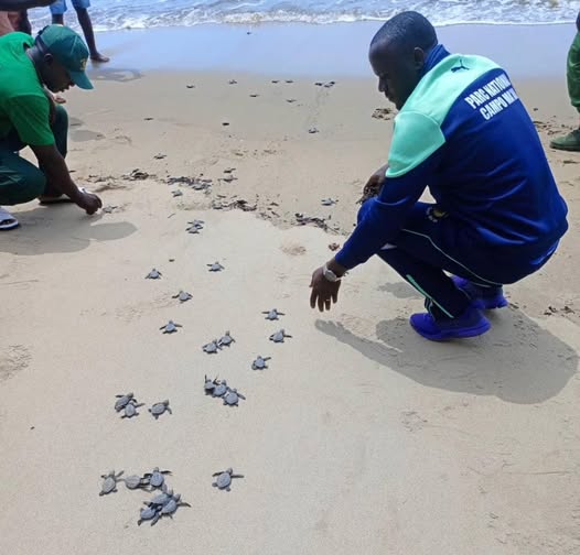 Protection de la biodiversité : le Port Autonome de Kribi appuie la sauvegarde des tortues à Ebodje.